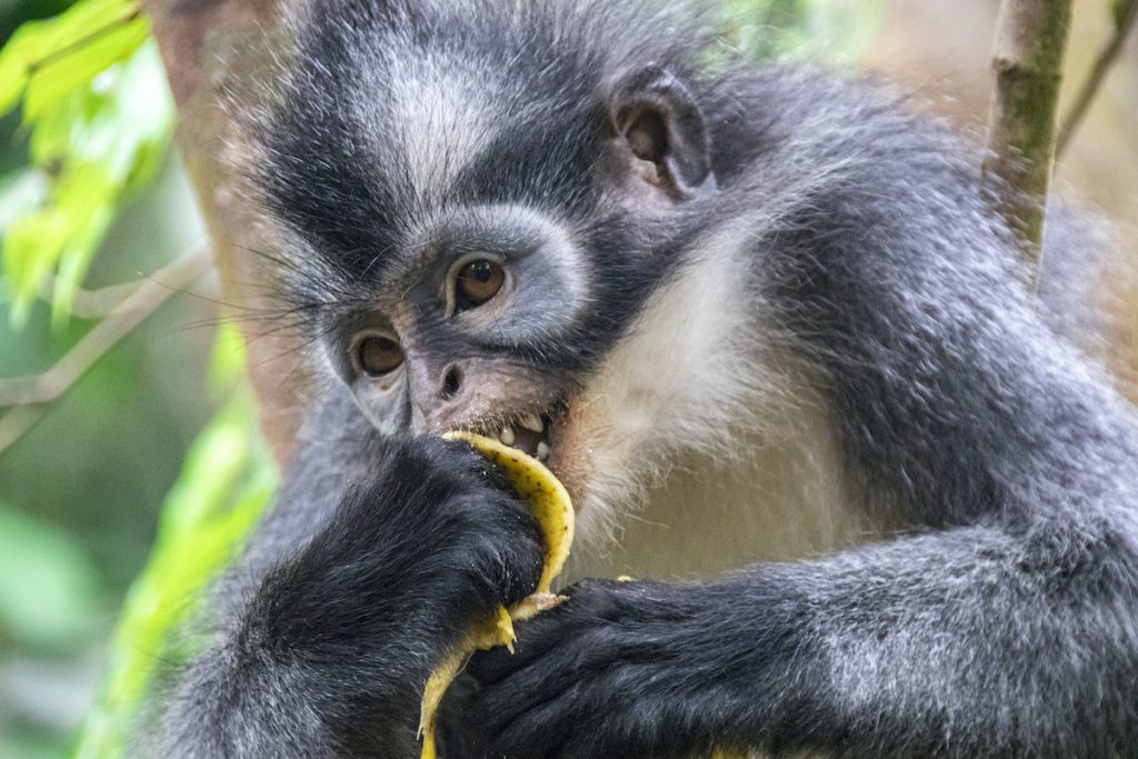 Sumatra Orang Utans Tour • Was ihr in Bukit Lawang ...